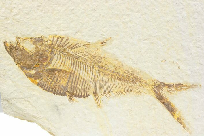 Detailed Fossil Fish (Diplomystus) - Wyoming #373782